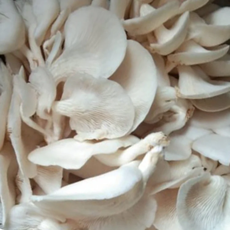 Jamur Tiram - Oyster Mushrooms / 250g