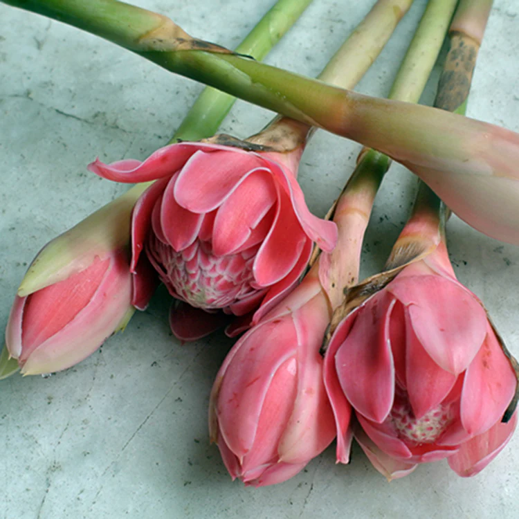 Kecombrang - Sambal Flower / batang - Image 2
