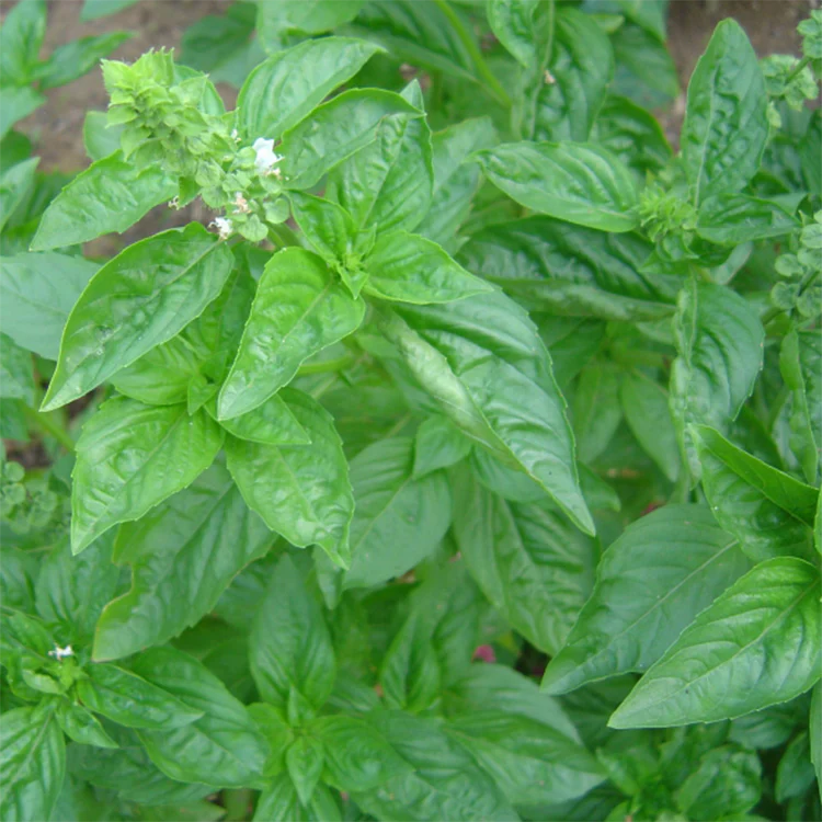 Kemangi Organik - Organic Bali Basil / 100gr