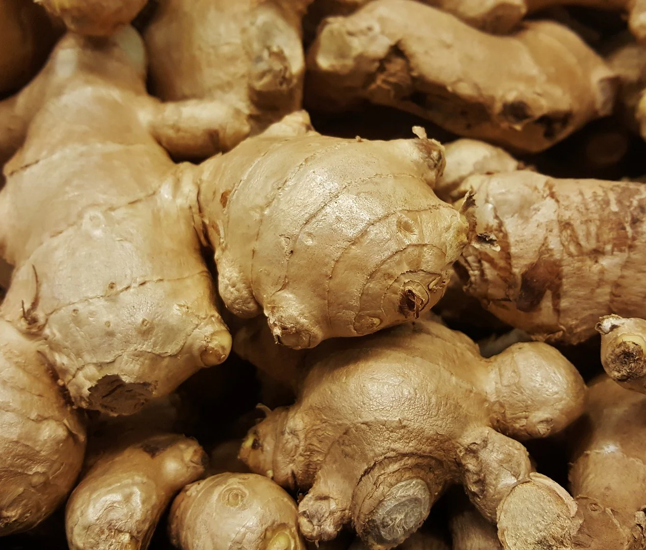 Kencur - Kaempferia Galangai Ginger / 250gr