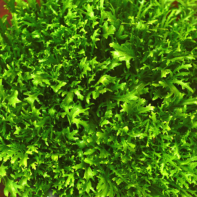 Mizuna Organik - Organic Japanese Lettuce / 500gr