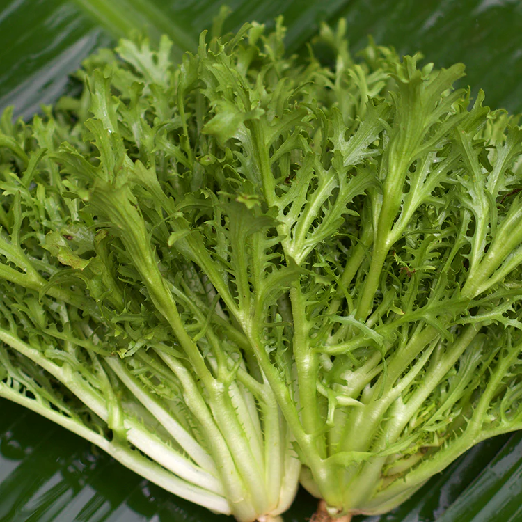Mizuna Organik - Organic Japanese Lettuce / 500gr - Image 2