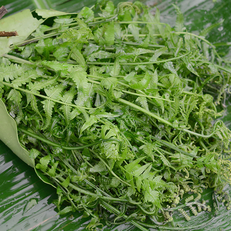 Pakis Organik - Organic Fern / kg
