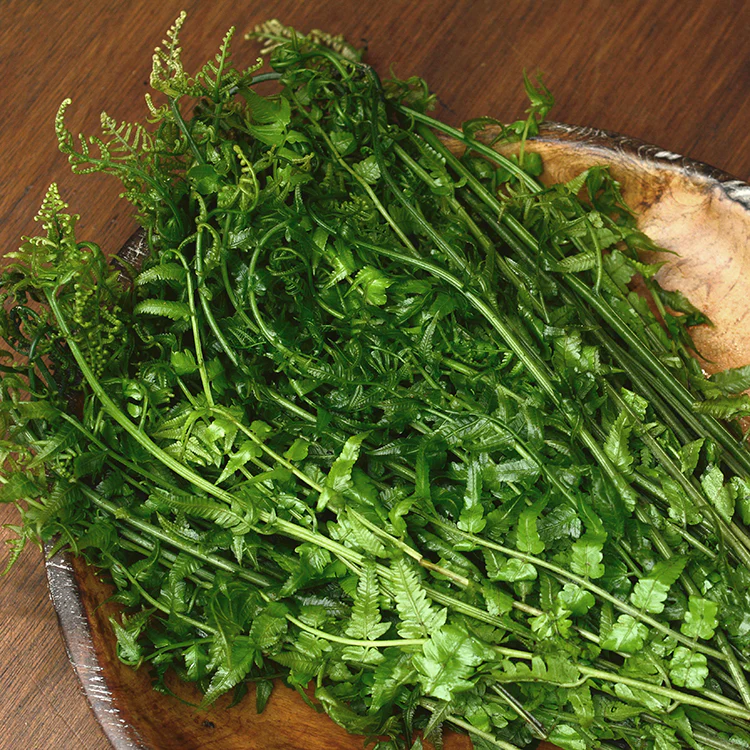 Pakis Organik - Organic Fern / kg - Image 2