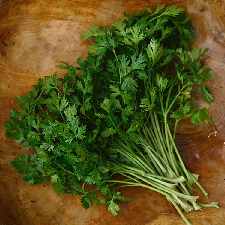 Peterseli Italia - Italian Parsley / 100gr