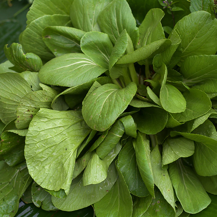 Pok Coy Organik - Organic Bok Choy / 500gr - Image 2