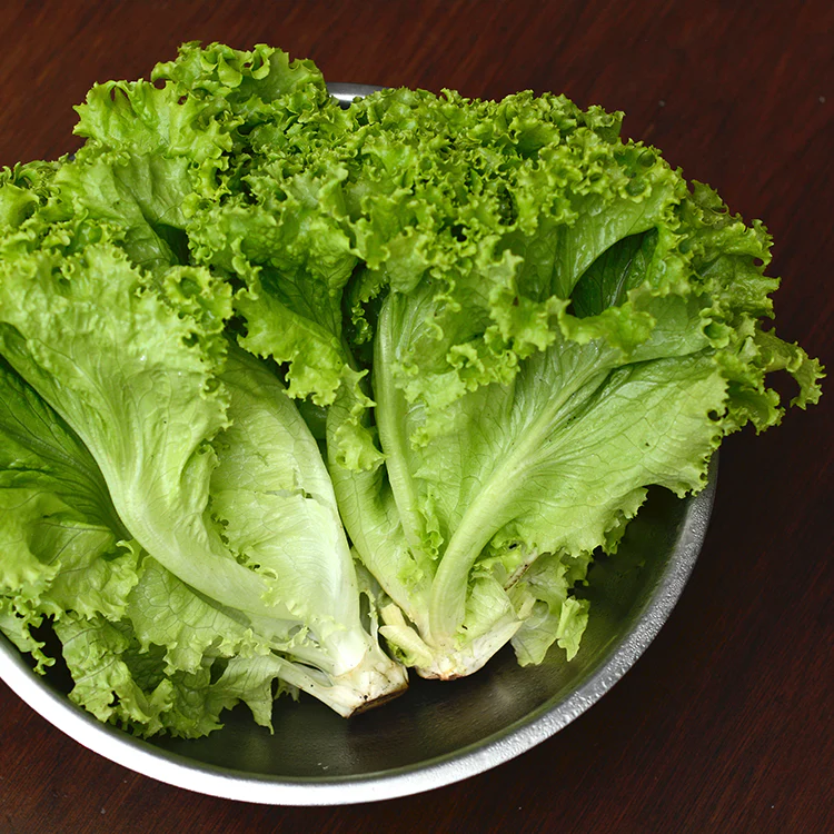 Selada Kriting Organik - Organic Green Leaf Lettuce / 500g - Image 2