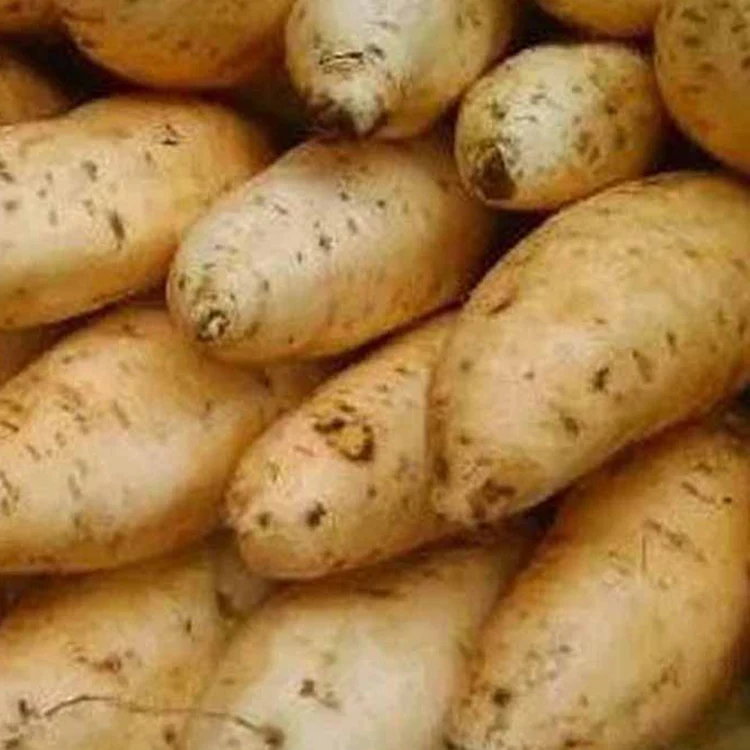 Ubi Madu - Sweet Potato / kg